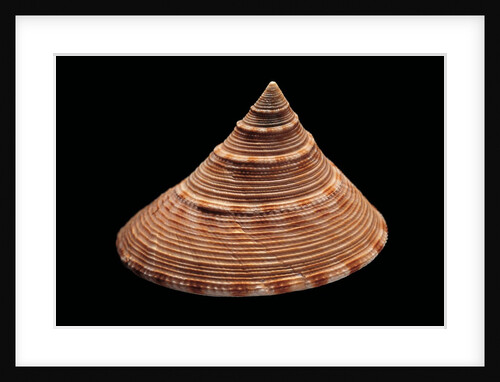 Calliostoma formosense by Anonymous