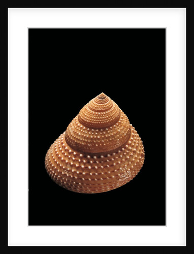 Calliostoma foveauxana by Anonymous