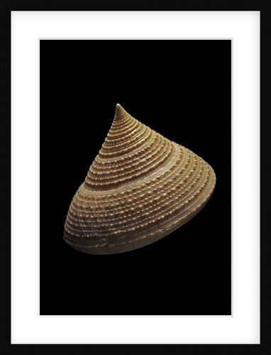 Calliostoma selecta by Anonymous