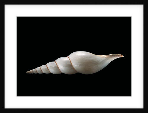 Calliotectum johnsoni dupreyi by Anonymous