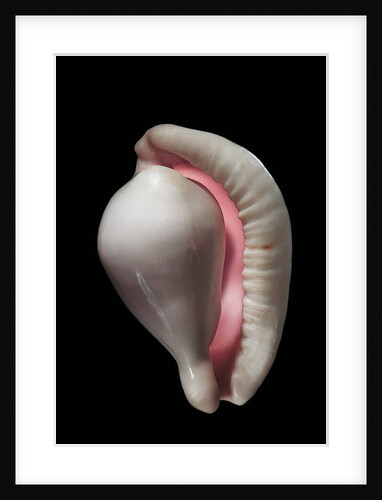Calpurnus verrucosus by Anonymous