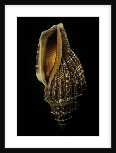Canarium labiatum (Strombus labiatus). by Anonymous