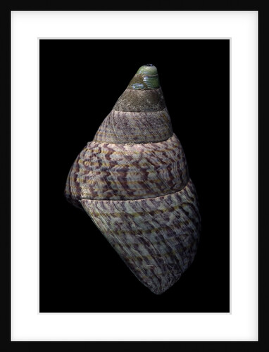 Cantharidus opalus cannoni by Anonymous