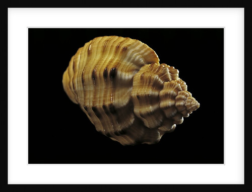 Cantharus melanostomus by Anonymous