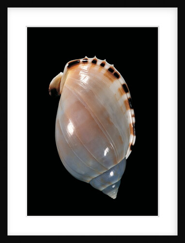 Cassis vibex by Anonymous