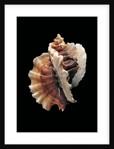 Ceratostoma foliatum by Anonymous