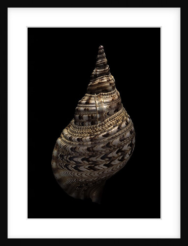 Charonia tritonis (triton) by Anonymous
