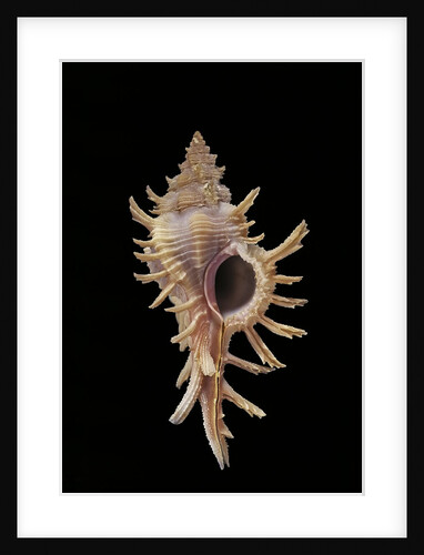 Chicoreus aculeatus by Anonymous