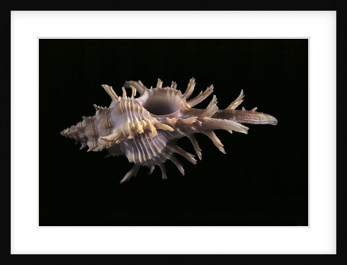 Chicoreus aculeatus by Anonymous