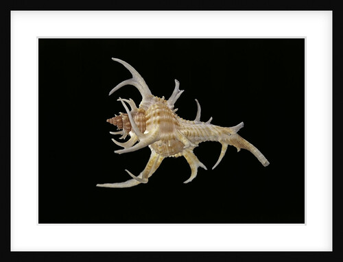 Chicoreus cervicornis by Anonymous