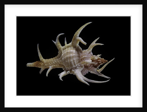 Chicoreus cervicornis by Anonymous