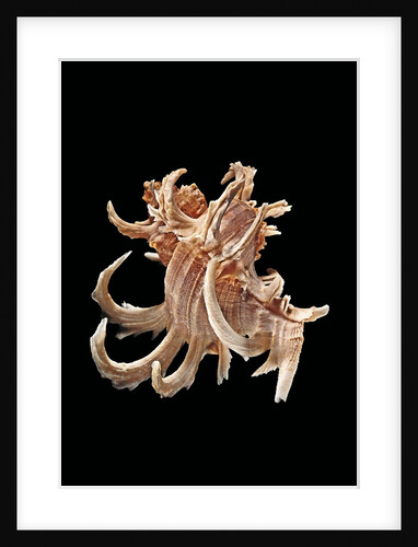 Chicoreus cornucervi by Anonymous