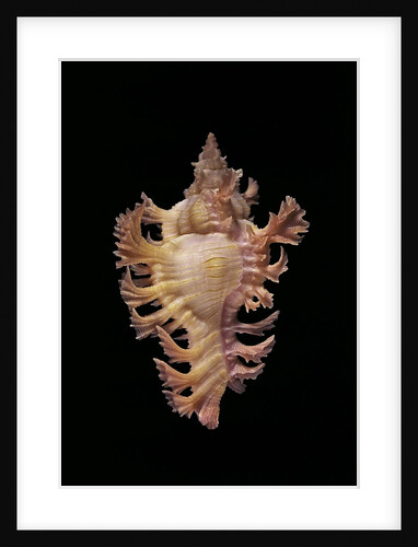 Chicoreus nobilis by Anonymous