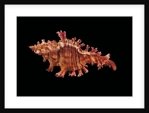 Chicoreus sauliae by Anonymous