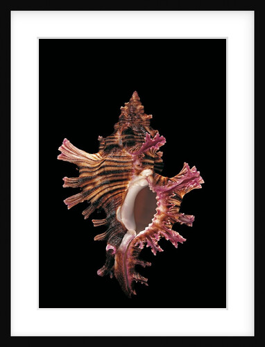 Chicoreus steeriae by Anonymous