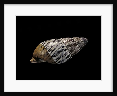 Chrysallis aspera by Anonymous