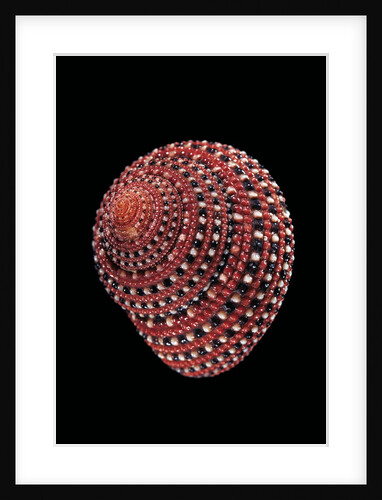 Clanculus pharaonius by Anonymous