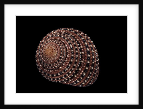 Clanculus pharaonius by Anonymous