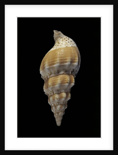 Cominella verco by Anonymous