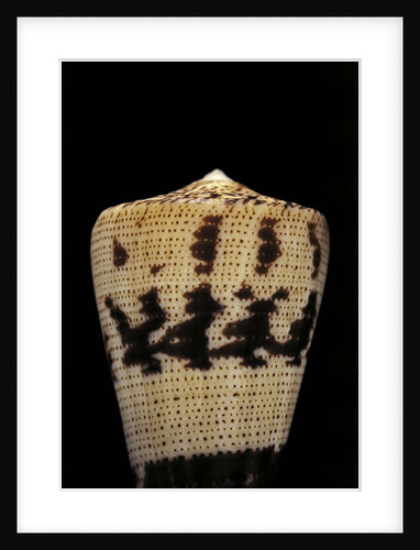 Conus augur by Anonymous
