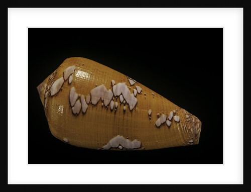 Conus behelokensis by Anonymous