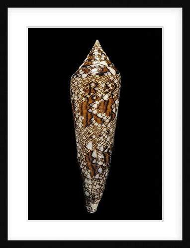 Conus bengalensis by Anonymous