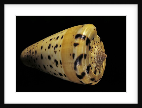 Conus betulinus by Anonymous