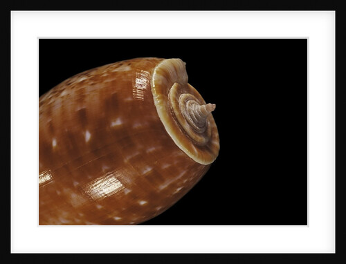 Conus bullatus by Anonymous