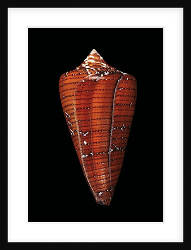 Conus cedonulli caledonicus by Anonymous