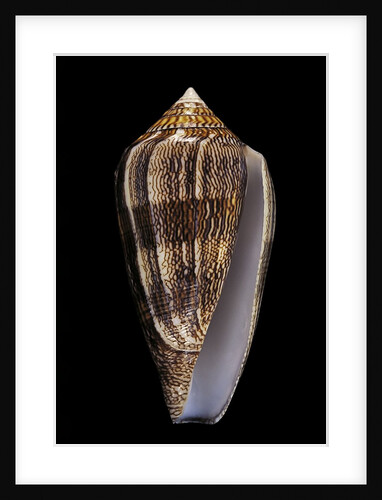Conus cholmondeleyi by Anonymous
