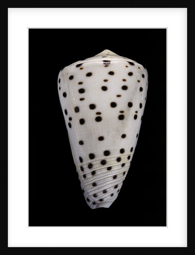 Conus eburneus by Anonymous