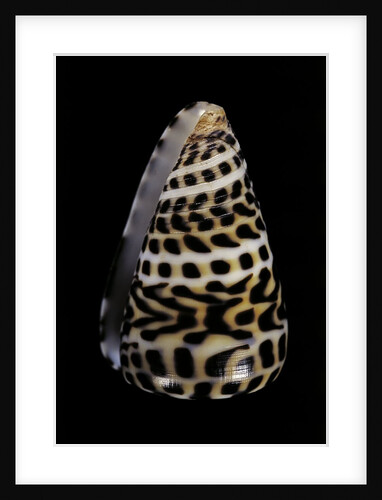 Conus eburneus polyglotta by Anonymous
