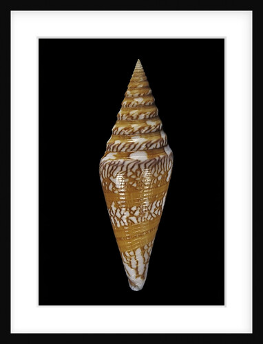 Conus excelsus by Anonymous