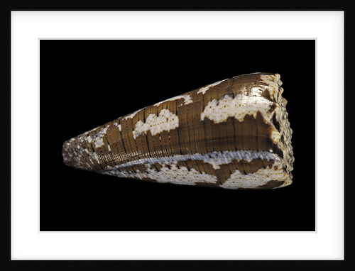 Conus fuscatus by Anonymous