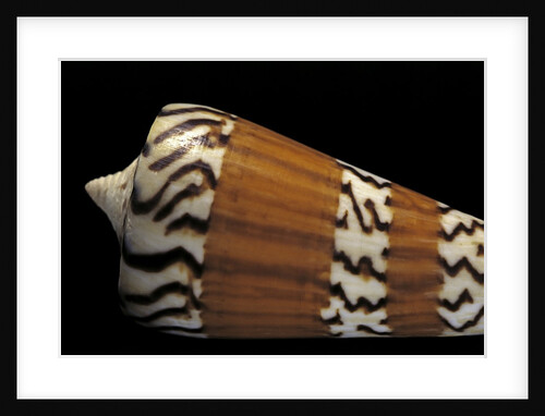 Conus generalis by Anonymous