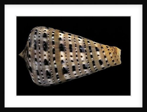 Conus genuanus by Anonymous