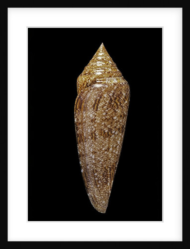 Conus gloriamaris by Anonymous