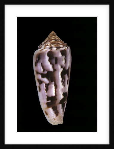 Conus gubernator by Anonymous