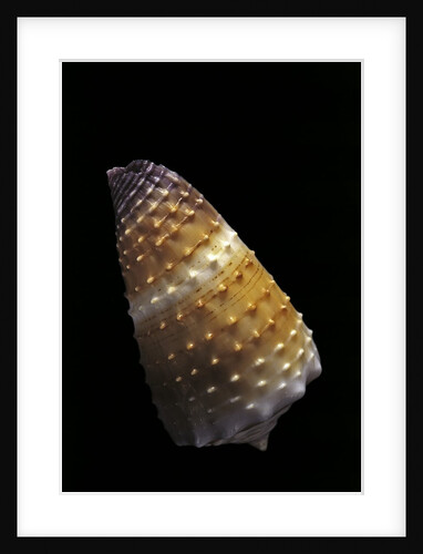 Conus muriculatus by Anonymous