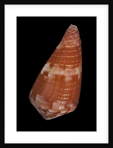 Conus pertusus by Anonymous