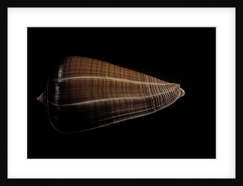 Conus sanguinolentus by Anonymous