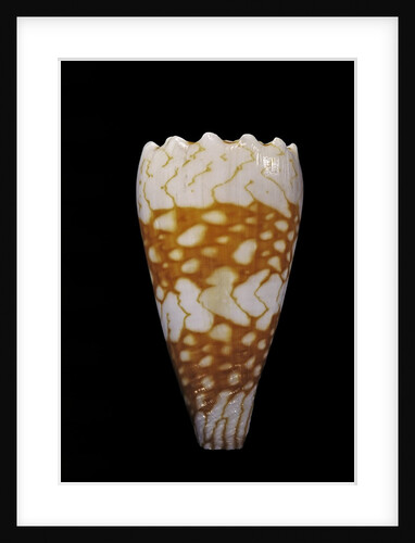 Conus vidua by Anonymous