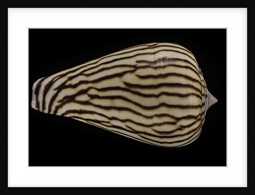 Conus zebroides by Anonymous
