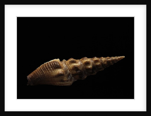 Crassispira maura by Anonymous