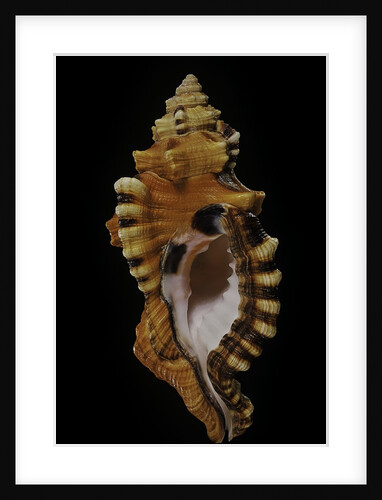 Cymatium lotorium by Anonymous