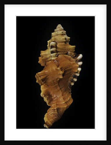 Cymatium lotorium by Anonymous