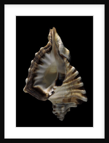 Cymatium ranzanii by Anonymous