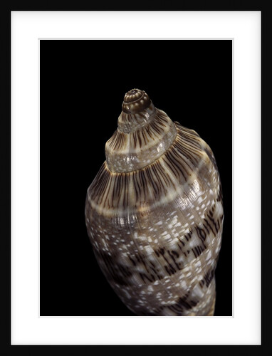 Cymbiola nivosa by Anonymous