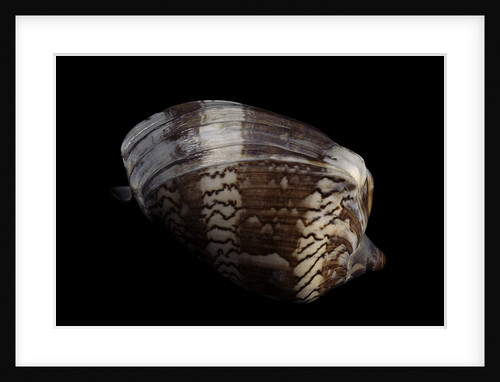 Cymbiola nobilis by Anonymous