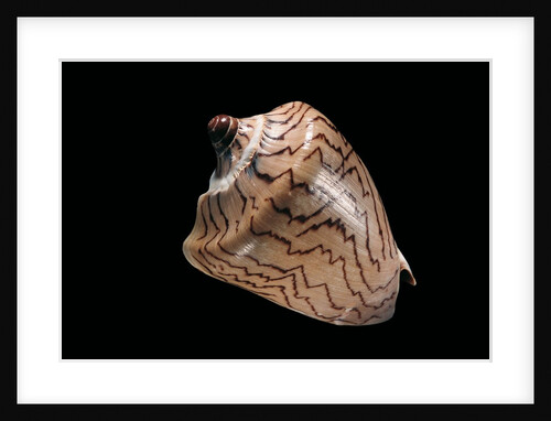 Cymbiola nobilis by Anonymous